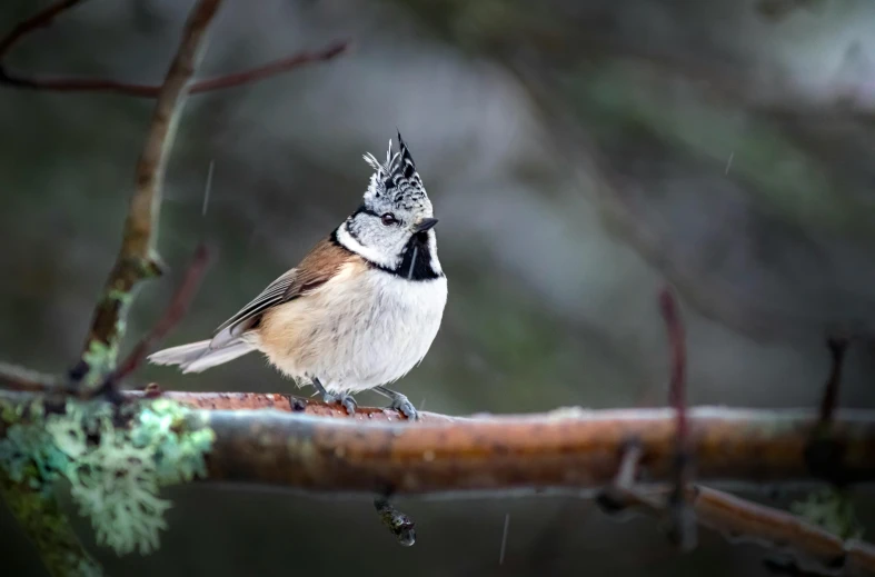 a bird is perched on the nch of a tree