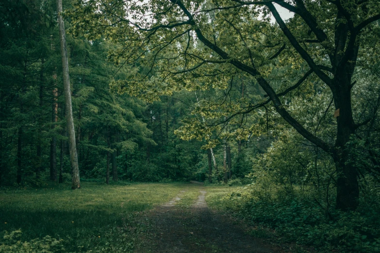 a small path through the trees leading to a forest