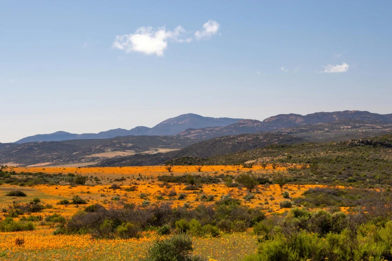 an arid area with tall mountains in the background