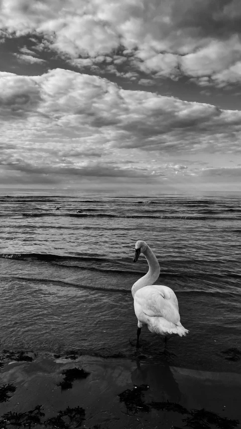 a swan is floating in the ocean and some birds are walking on the water