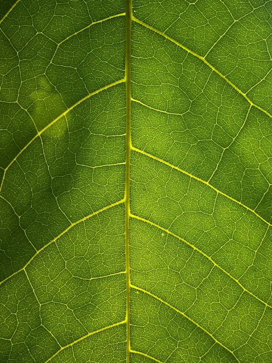 a close up view of the underside of a large leaf