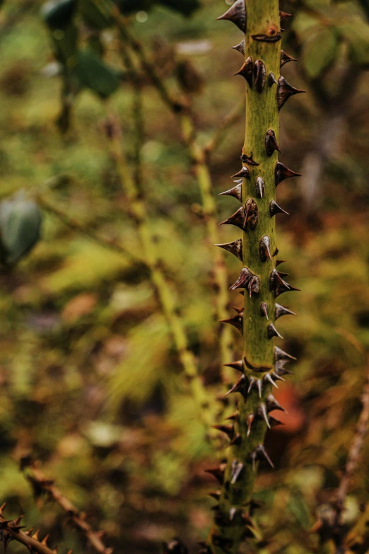 a plant in the middle of some vegetation