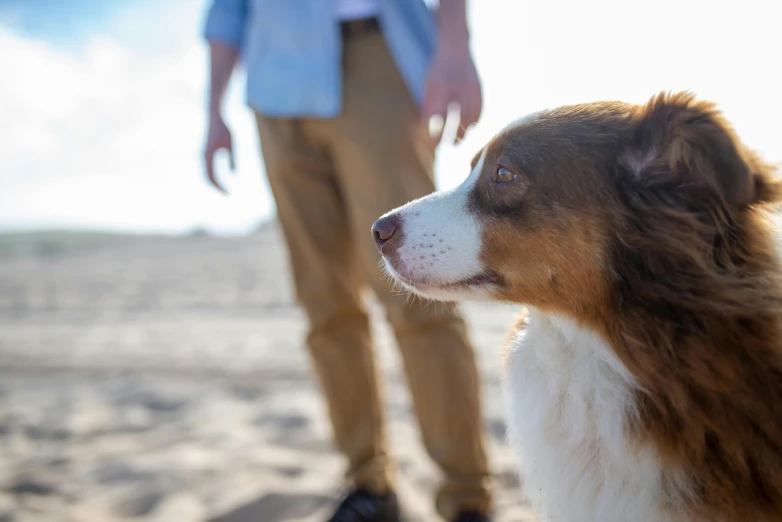 a close up of a dog near a person standing in the sand