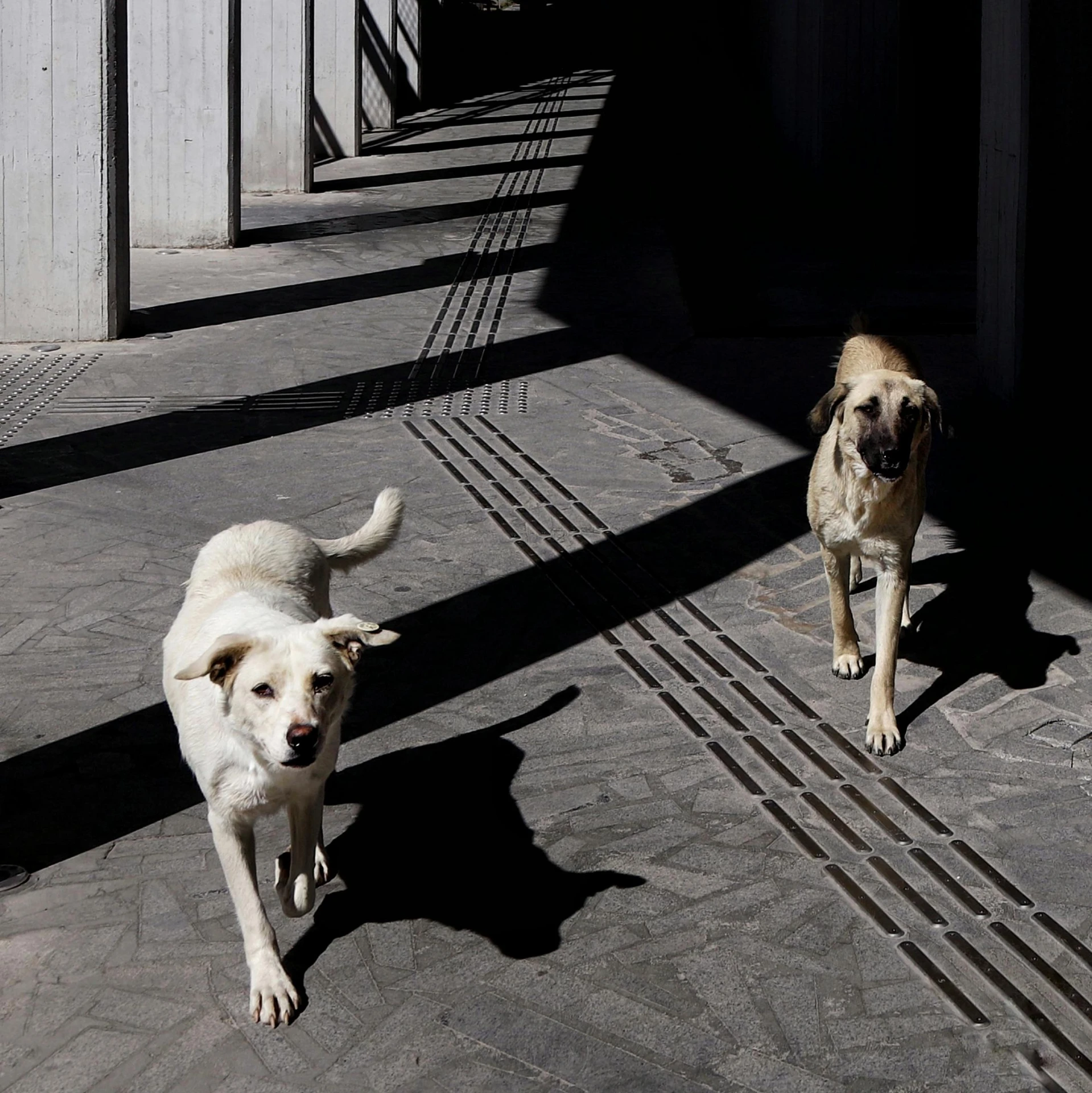 two dogs running and staring into the camera