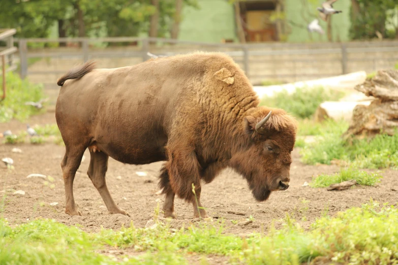 a large bison standing in a dirt field