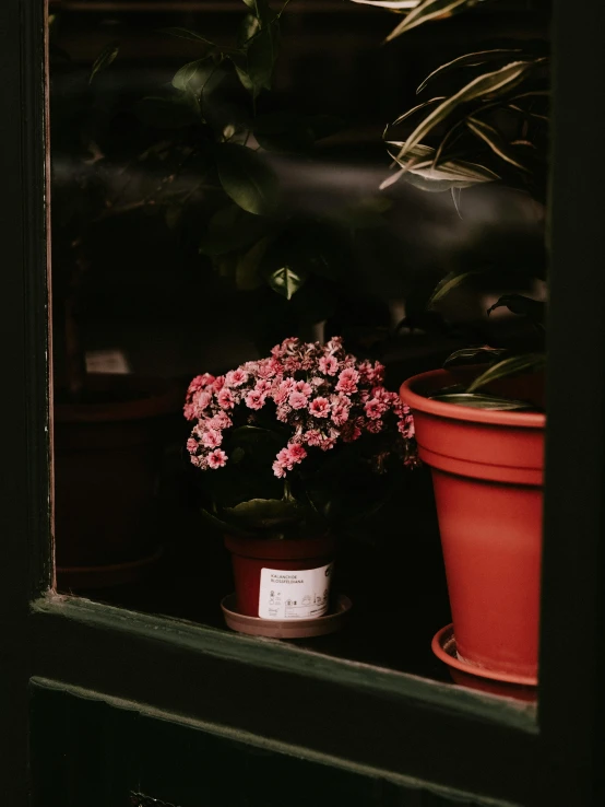 potted flowers on the outside of the window sill