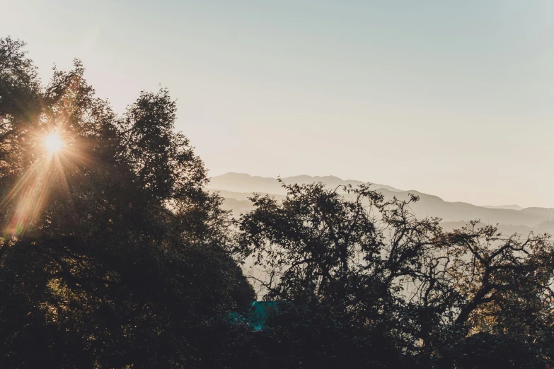 a sun flares above the top of trees