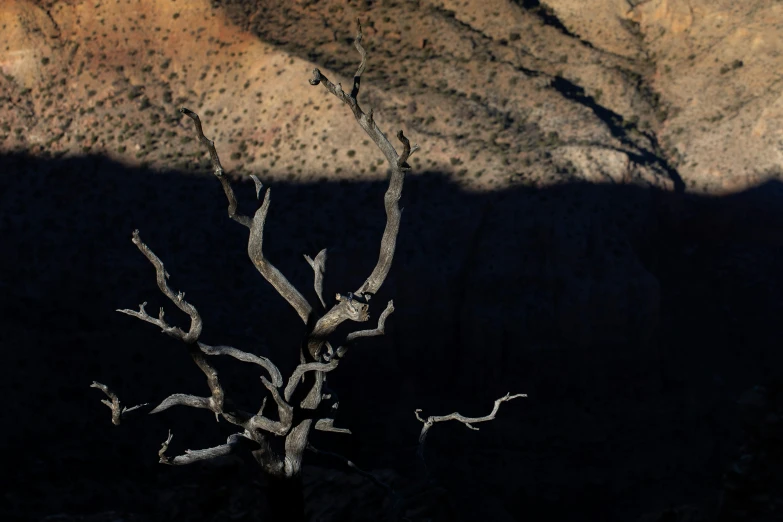 the shadow of a small tree on a rocky mountain