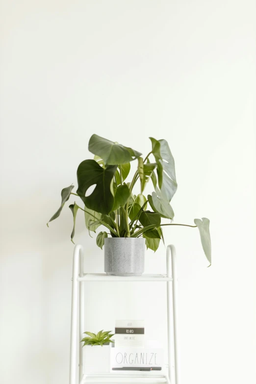 a white shelf filled with a potted plant