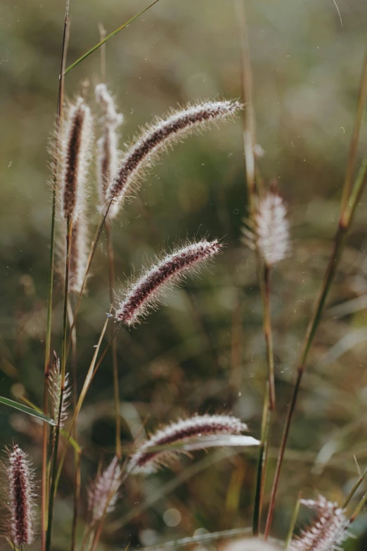 this is an image of some grass in the field