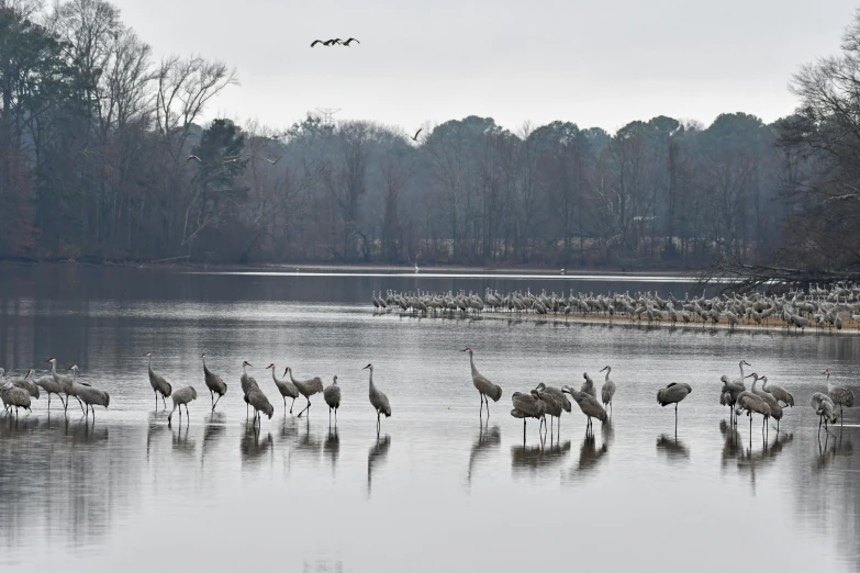 birds are standing in the water in the marsh