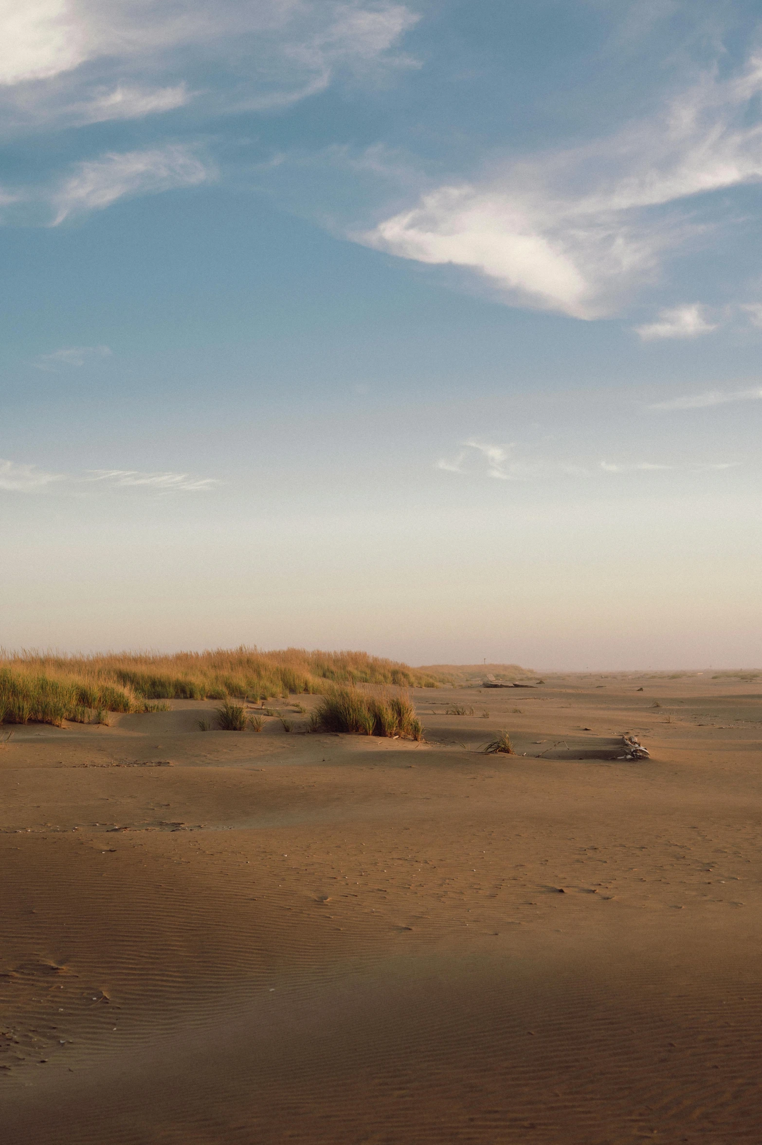 a horse is walking through the desert