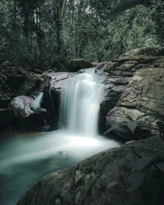 a flowing stream surrounded by a forest