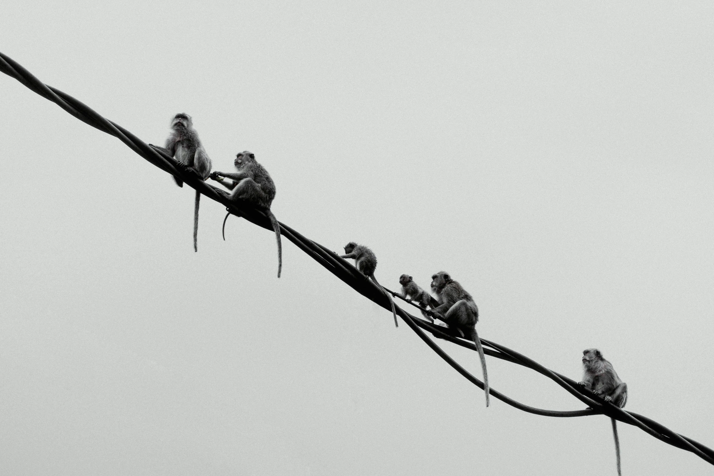 five birds sitting on a tree nch in a cloudy sky