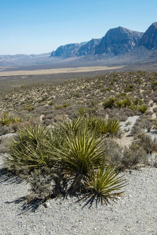 a plant in the middle of a desert, near mountains