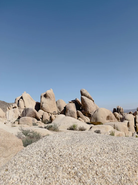 an animal standing on top of a pile of rocks