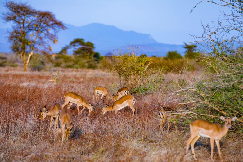 many gazelles eating in a large grassy field