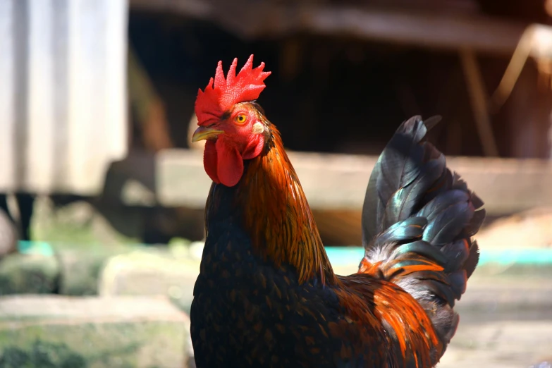 rooster standing in the dirt outside with other birds nearby