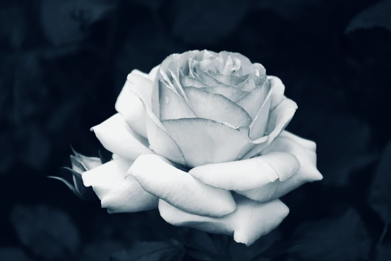 a black and white po of a rose