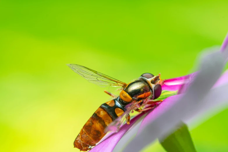 a big orange fly sitting on top of a purple flower