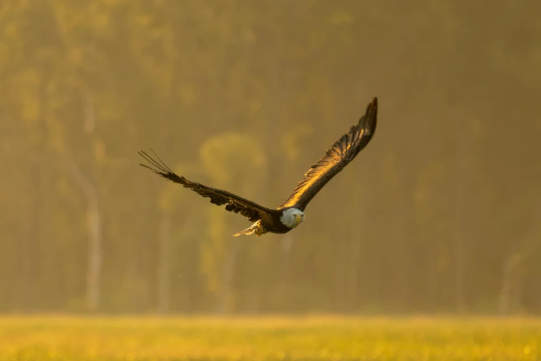 an eagle flying above the grass near trees