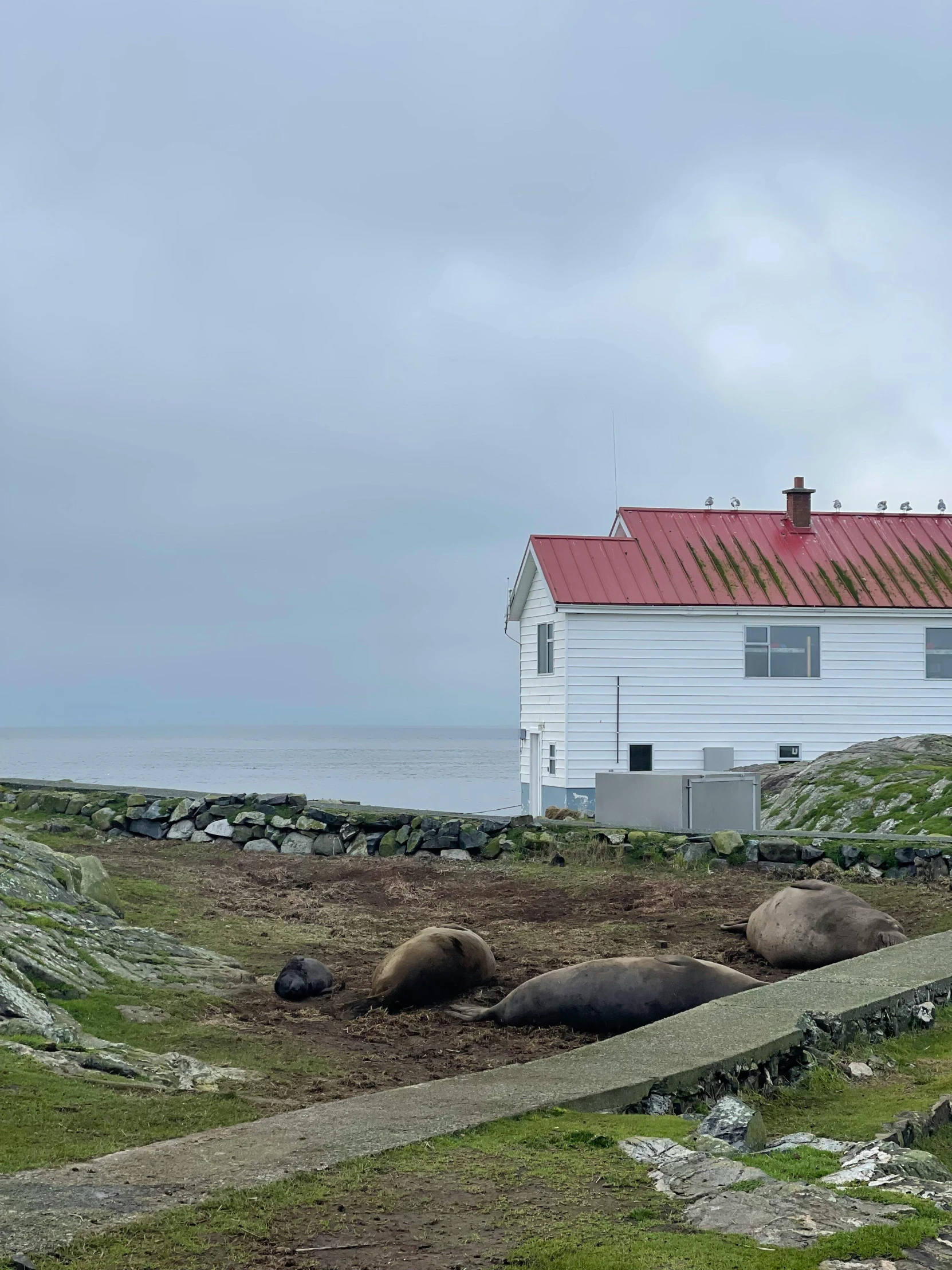 a picture of some animals laying in front of a house