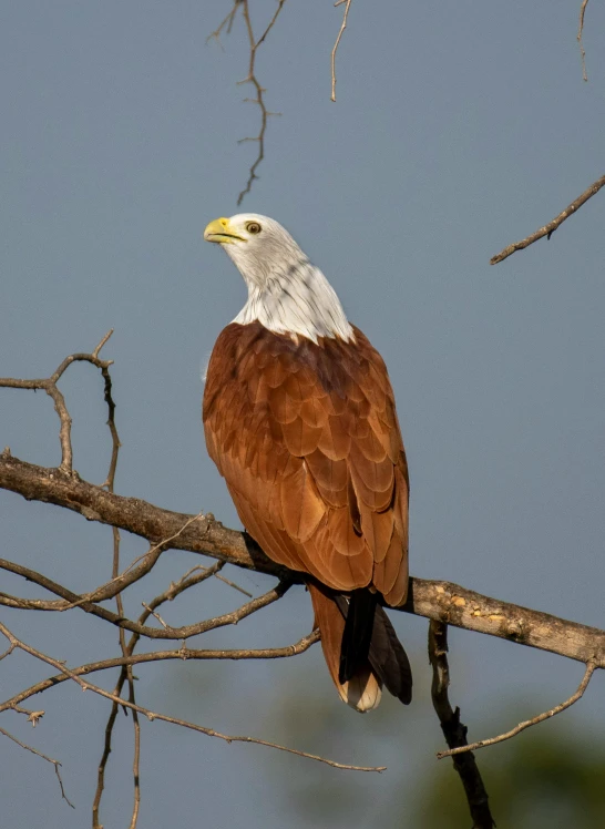 an eagle sitting on a nch near some nches