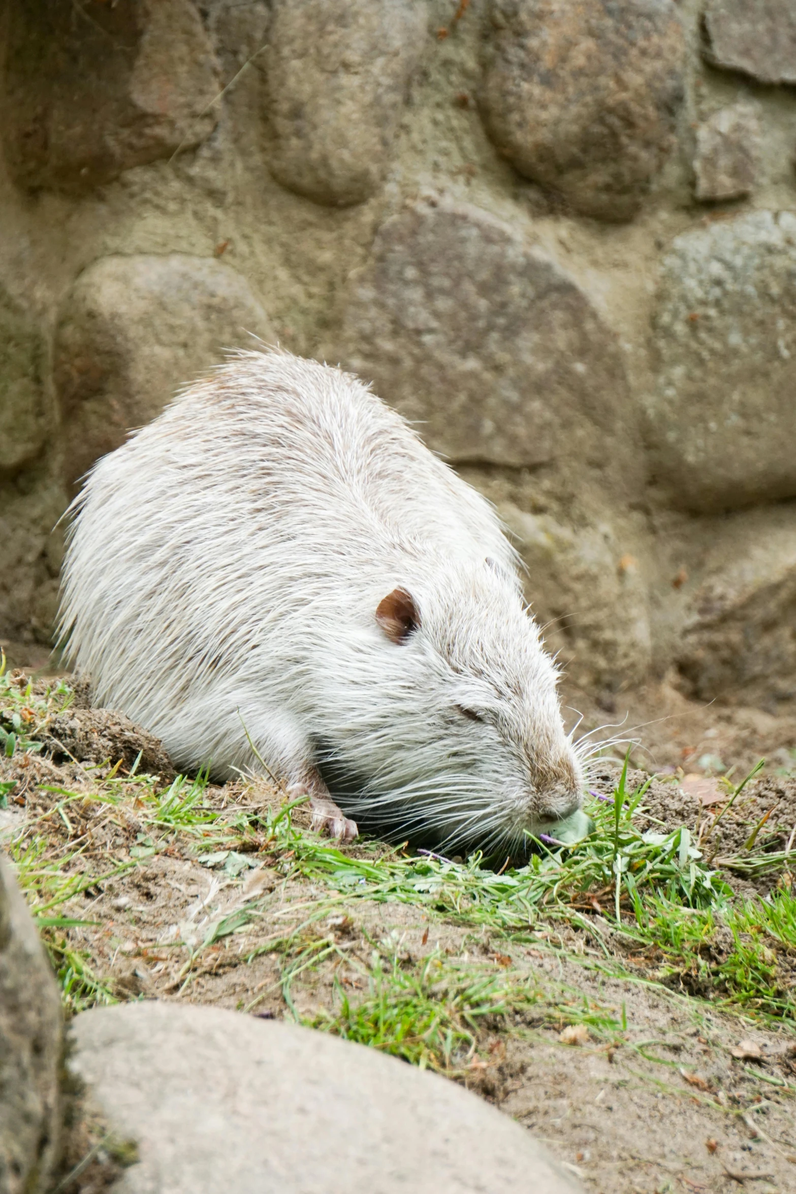 a very pretty furry animal laying down next to a stone wall