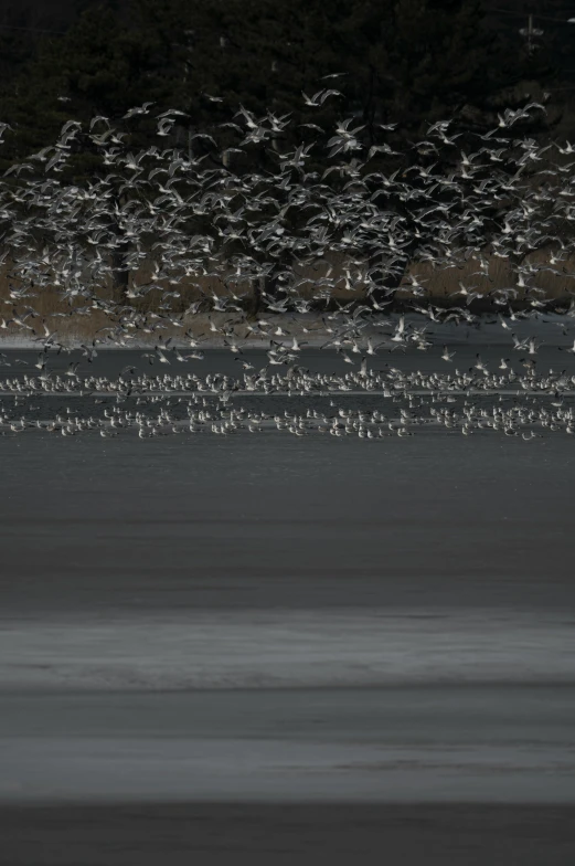 a flock of birds standing on top of a lake next to a forest