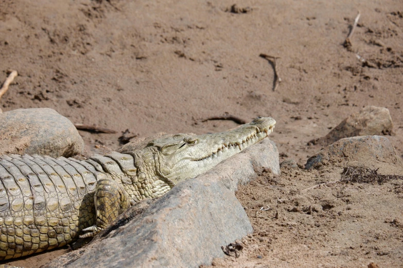 a crocodile in the sand is resting on the rocks
