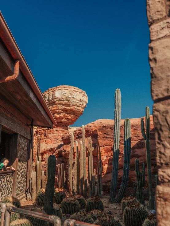 a large cactus is in the yard of a house