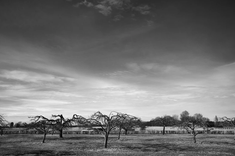 two horses are grazing in the grass with trees