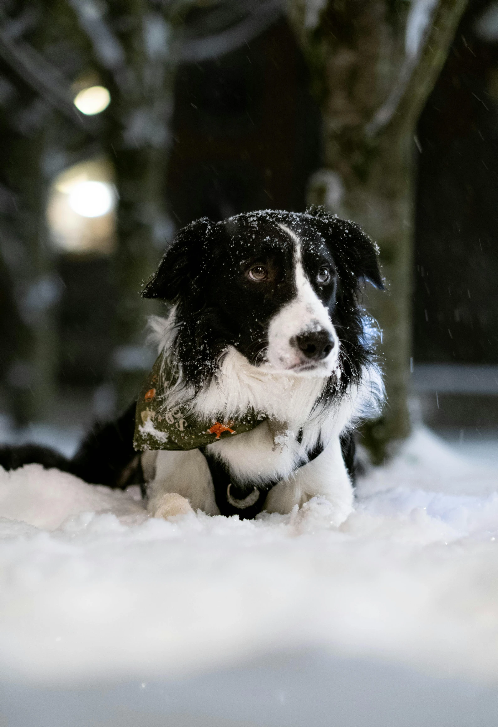 a dog sitting in the snow next to a tree