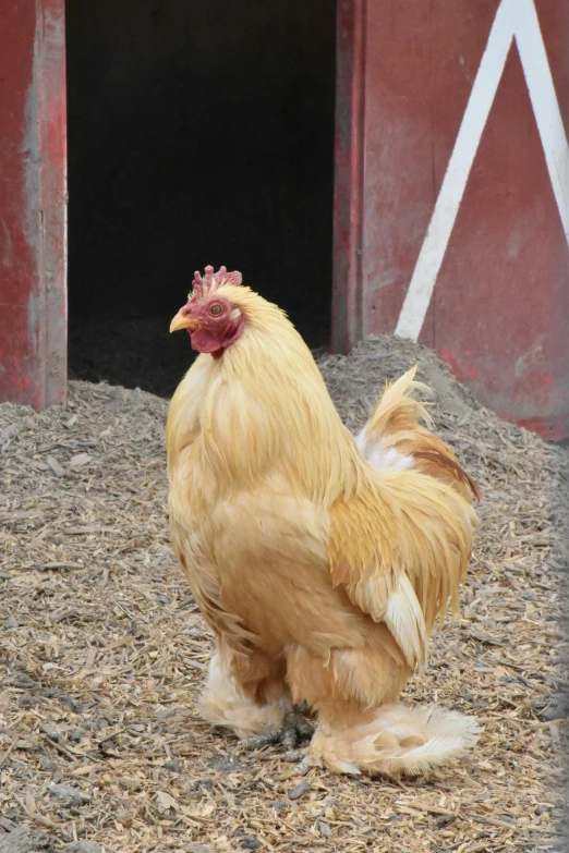 a rooster stands in an open area near a barn