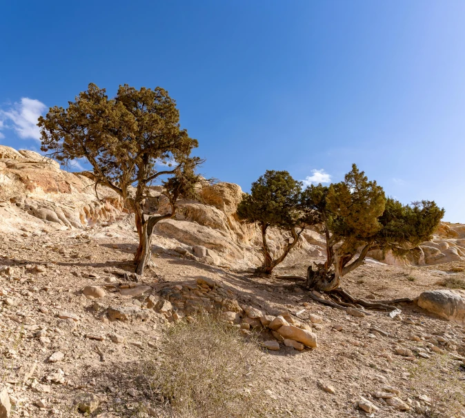 some trees that are growing on some rocky terrain