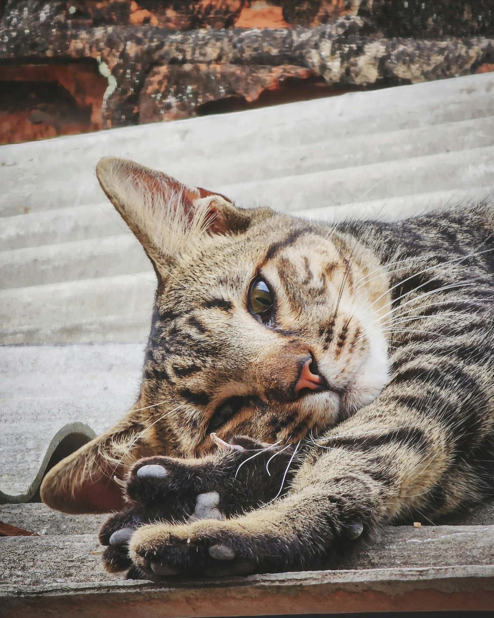 cat lying on steps with one paw hanging out