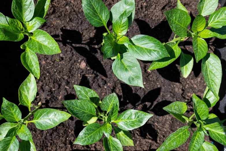 a group of small green leaves growing in the dirt