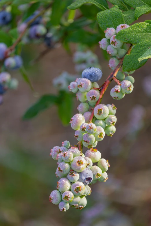 berry clusters hang from a tree nch