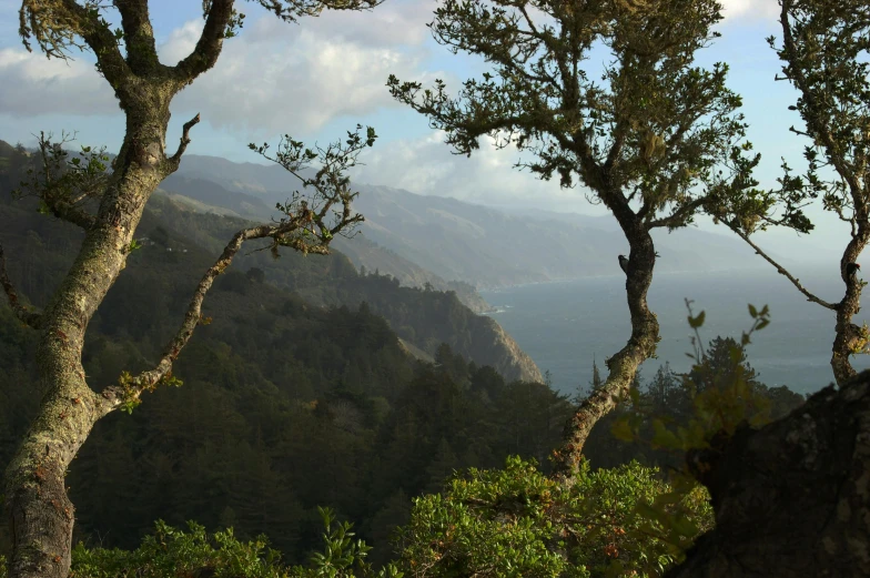 two tree crowns with a view of the ocean in the distance