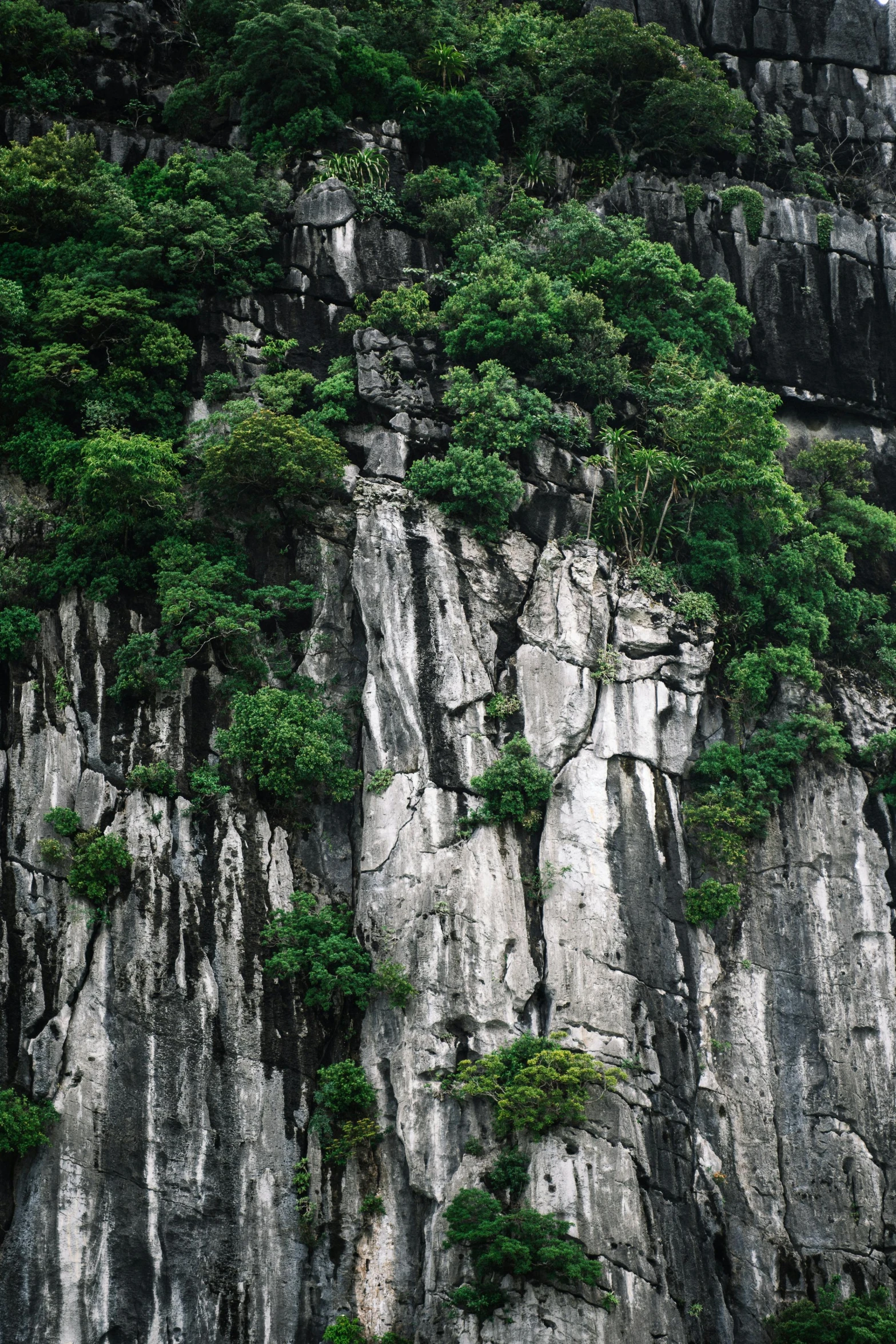 two animals walking down a stone path next to a tree covered cliff