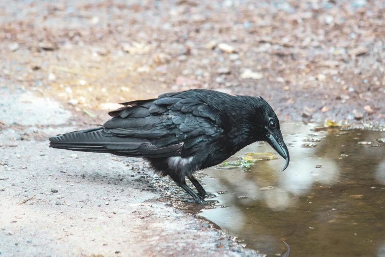 a bird with a black beak is drinking water