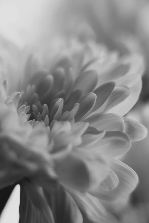 a black and white picture of a flower