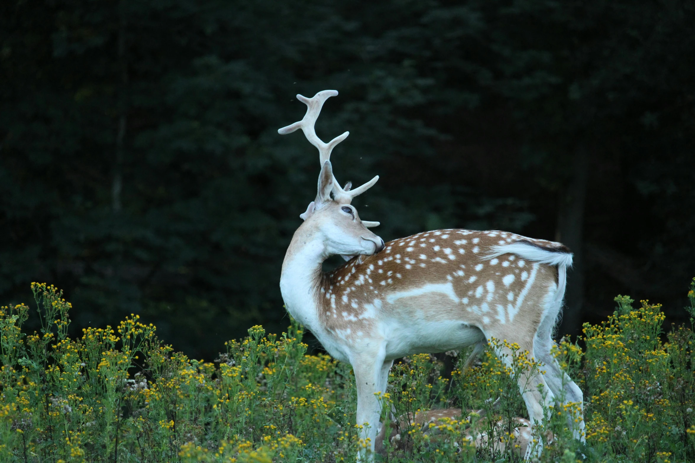 a deer in tall grass near a forest