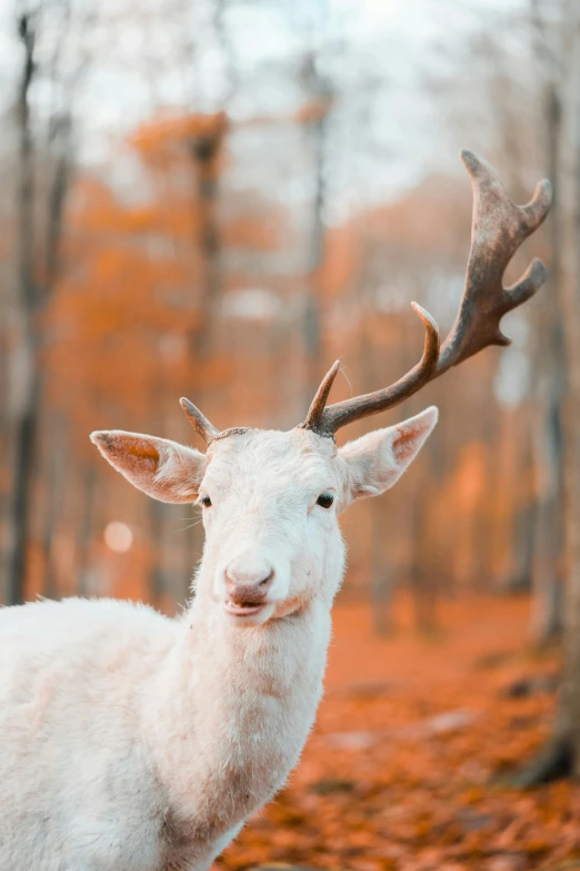 a white deer standing in front of a group of trees