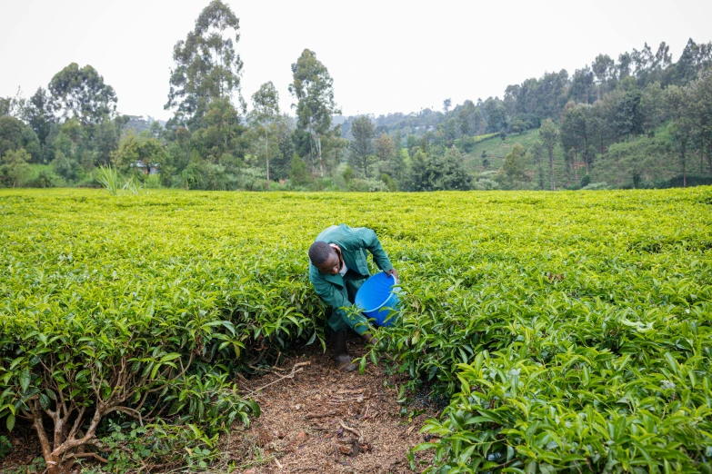 a person in a field holding a blue container