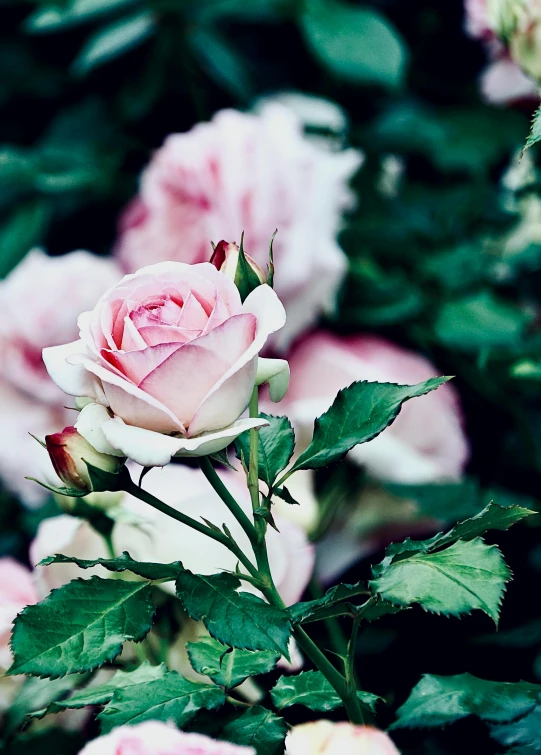 a pink flower is in the midst of many flowers