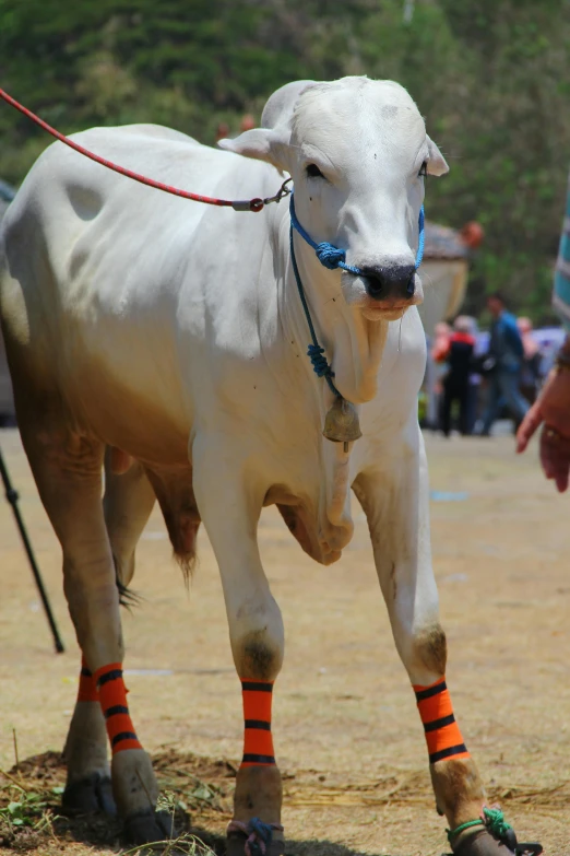 a white cow tied to a red rope on grass