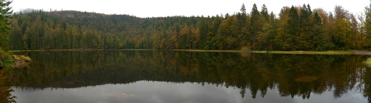 a body of water surrounded by trees in the middle of the woods