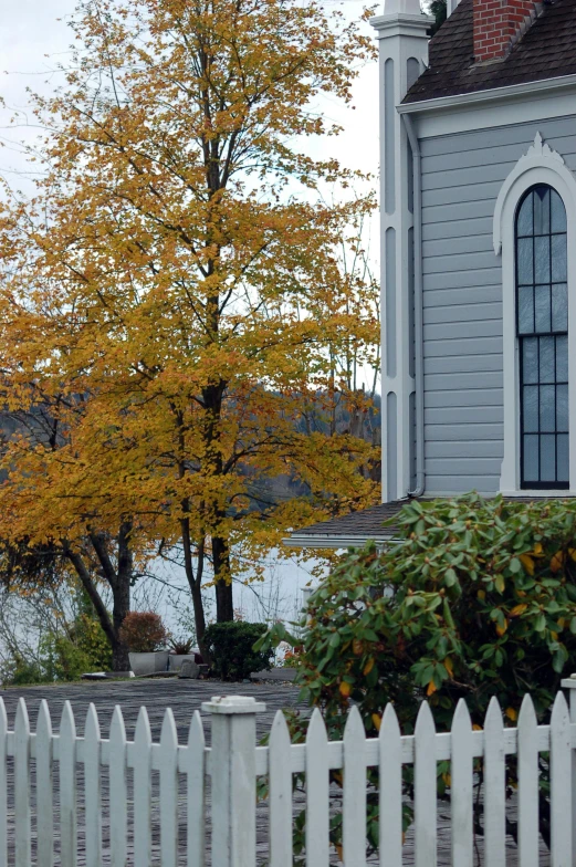 a tree with fall foliage on it next to a house