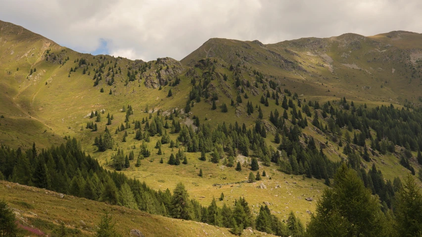 a grassy mountain with trees on top